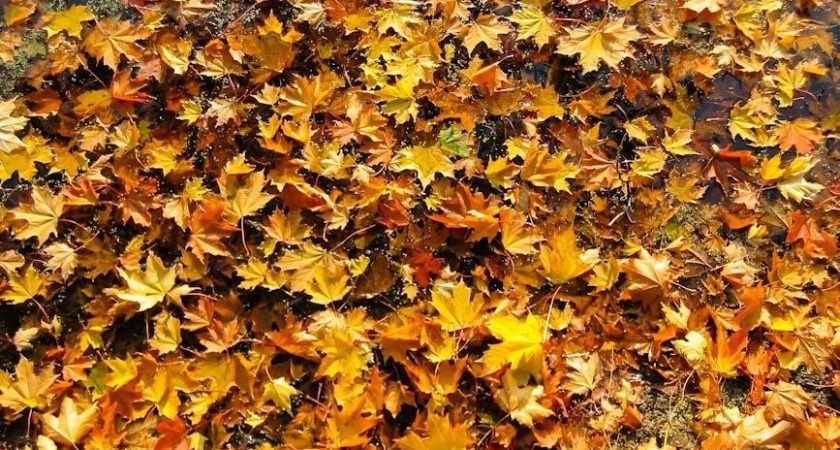 golden gate park map pdf