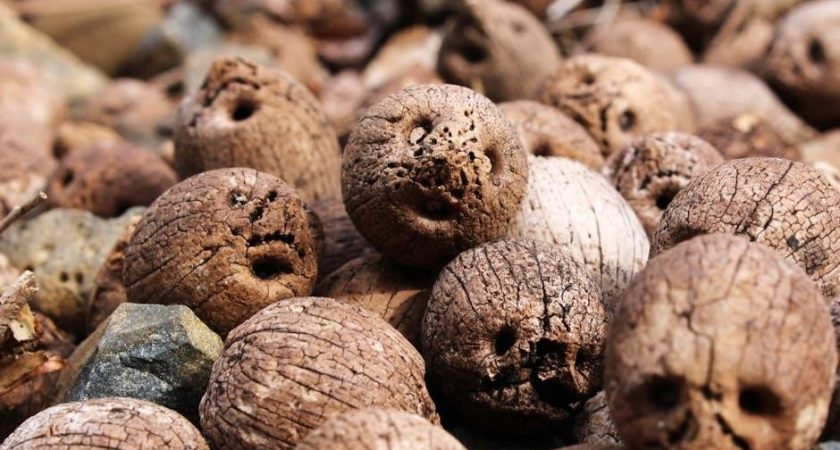 hani and ishu’s guide to fake dating